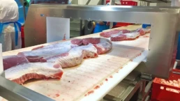 imgi 19 alimentos transportador 1024x576